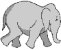 elefante cammina.gif